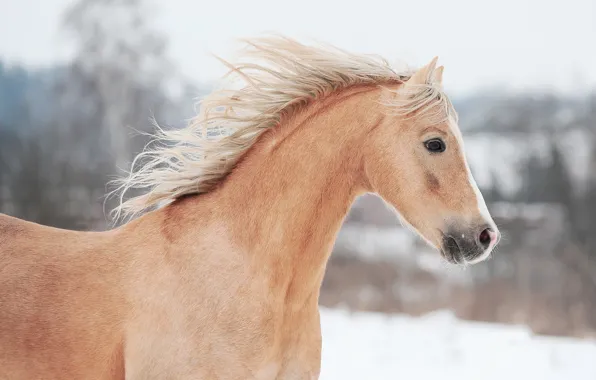 Картинка конь, лошадь, профиль