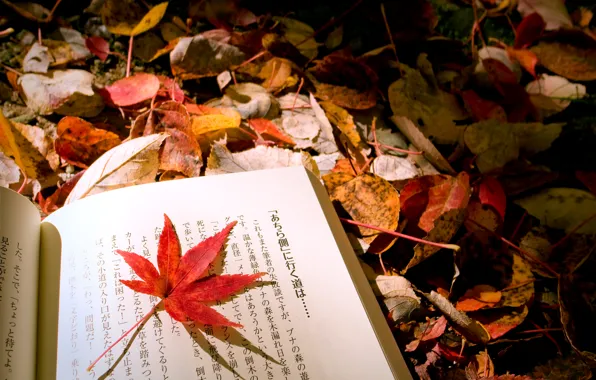 Осень, макро, лист, листва, микс, книга, японский