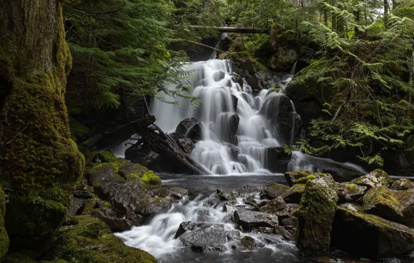 Лес, водопад, каскад, штат Вашингтон, Washington State, North Cascades National Park, Национальный парк Норт-Каскейдс