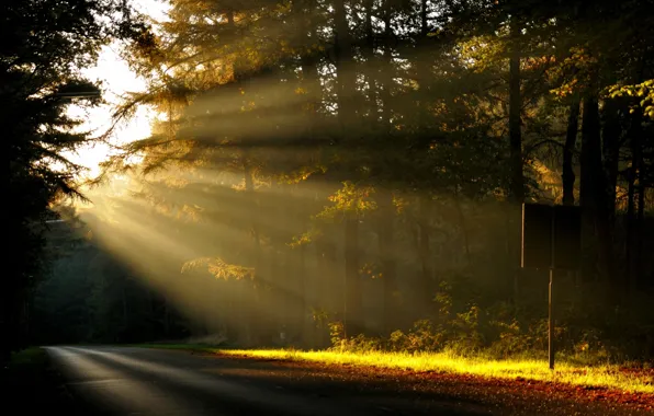 Картинка дорога, лес, солнце, лучи, деревья, природа, рассвет, утро