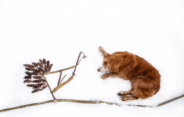 Картинка зима, снег, ветки, природа, палки, собака, лежит, золотистый