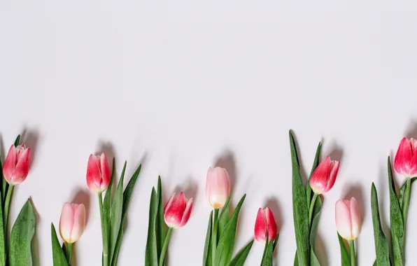 Картинка цветы, тюльпаны, pink, romantic, tulips, spring, розовые тюльпаны