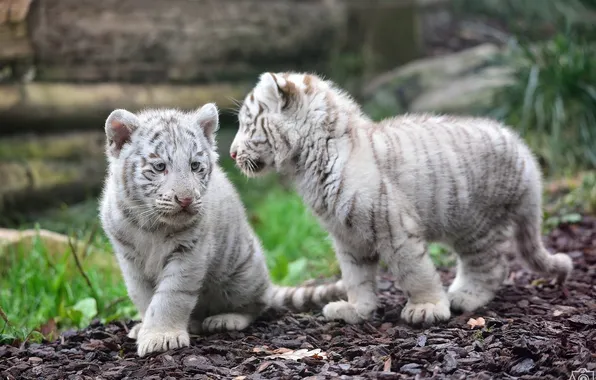 Картинка хищники, пара, малыши, дикие кошки, тигрята, детеныши, белые тигры