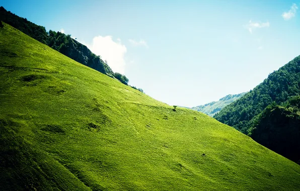 Картинка зелень, трава, деревья, холмы, косогор