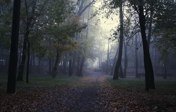 Деревья, туман, парк, лавки