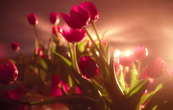 Картинка свет, фон, тюльпаны