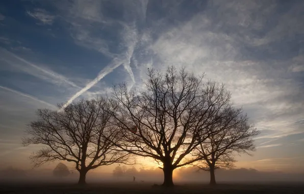 Картинка деревья, туман, утро