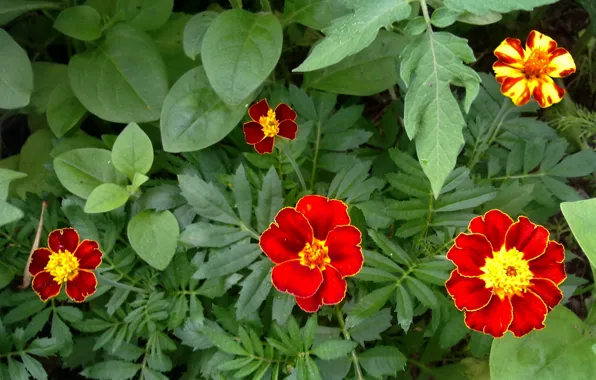 Цветы, июнь, бархатцы, краски лета