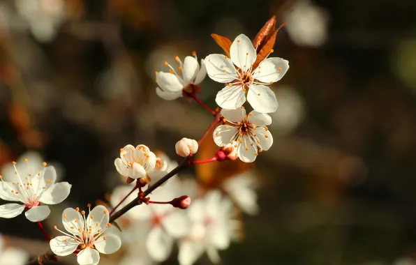 White, flower, spring, twig