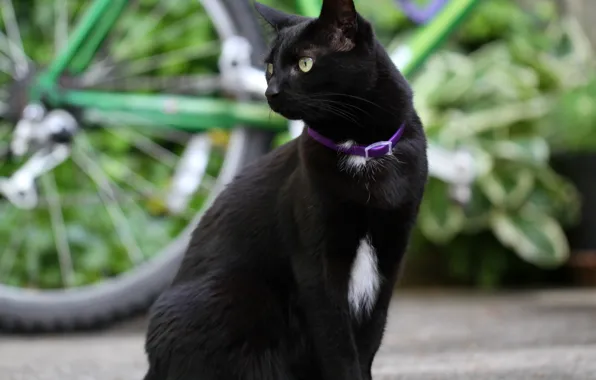 Картинка кот, взгляд, фон, черный