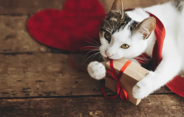 Кошка, кот, праздник, коробка, сердце, доски, День Святого Валентина