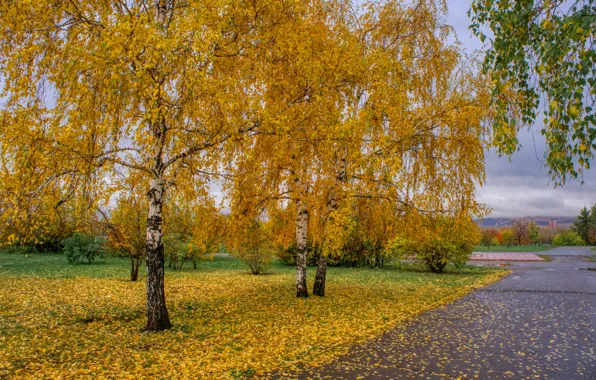 Картинка nature, park, autumn, birches