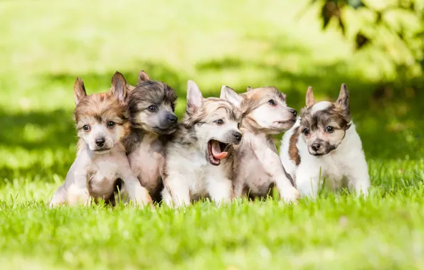 Картинка собаки, трава, щенки, малыши, лужайка