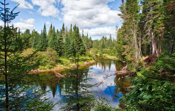 Картинка облака, деревья, природа, парк, река, Канада, Algonquin Provincial Park