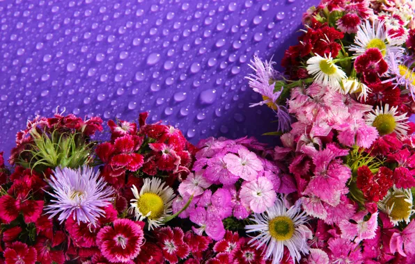 Капли, цветы, фон, много, гвоздики, астры