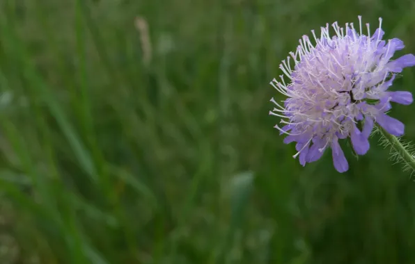 Макро, цветы, Dof