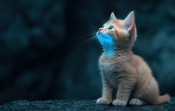 Кошка, взгляд, темный фон, котенок, рыжий, мордашка, сидит, отсвет