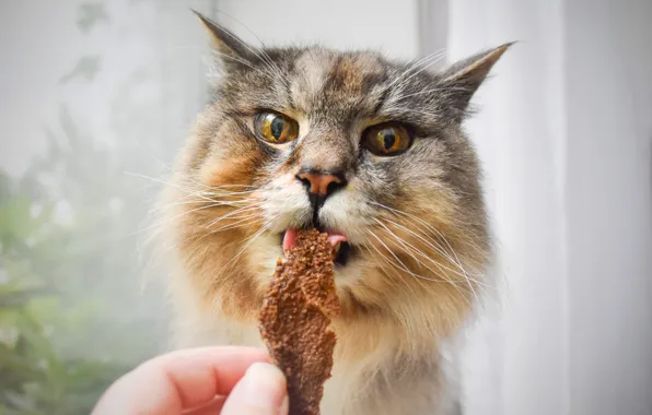 Кошка, кот, взгляд, поза, мордашка
