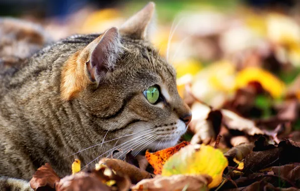 Картинка кошка, кот, листья, мордочка, наблюдение, боке