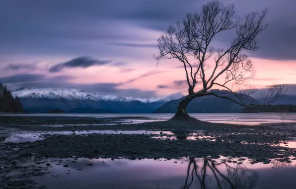 Картинка закат, горы, озеро, дерево, Новая Зеландия, New Zealand, Lake Wanaka, Южные Альпы