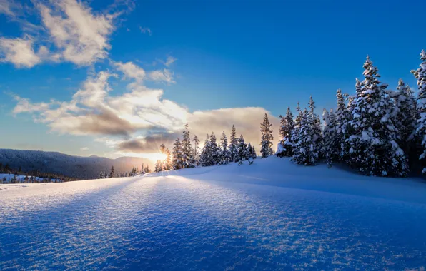 Картинка зима, снег, восход, рассвет, утро, ели, Орегон