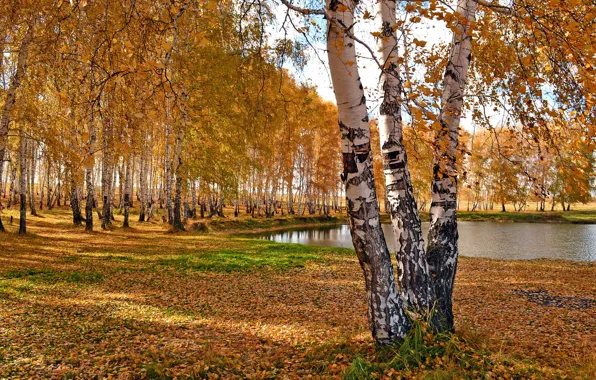 Картинка осень, деревья, пруд, парк, березы, озеро.