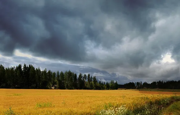 Поле, небо, тучи, шторм, Природа, storm, sky, nature