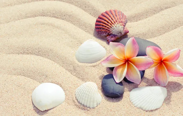 Картинка песок, пляж, лето, цветы, камни, ракушки, summer, beach