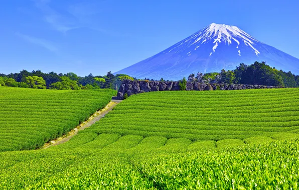 Гора, префектура Сидзуока, Shizuoka Prefecture, город Фудзи, Tea fields in Obuchisaba, Чайные поля в Обучисабе, …
