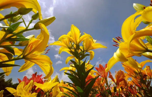 Sky, flowers, lily