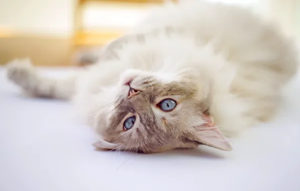 Картинка кошка, кот, лежит, светлый фон, Рэгдолл
