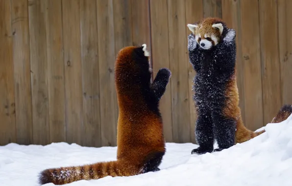 Снег, забор, красная панда, руки вверх, два животных