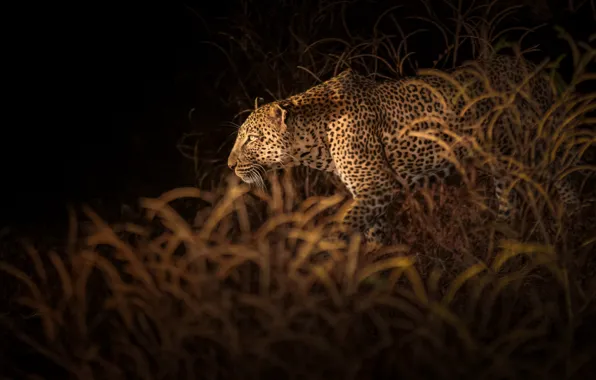 Картинка растительность, леопард, leopard, vegetation, Richard Liu