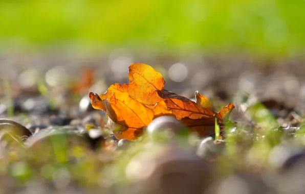 Осень, листья, макро, желтый, фон, widescreen, обои, размытие