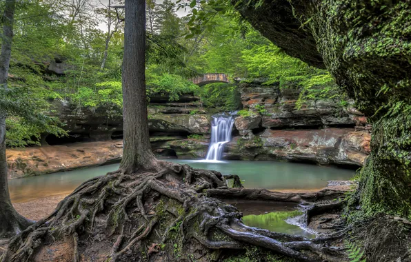 Лес, деревья, мост, корни, озеро, водопад, Огайо, Ohio