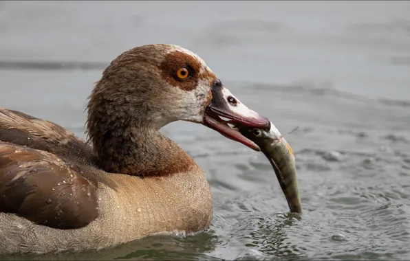 Nature, bird, oops, fisher