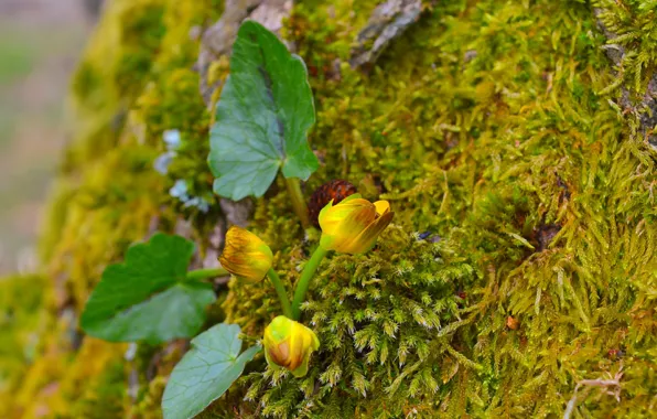 Картинка Природа, Весна, Цветочки, Nature, Flowers, Spring