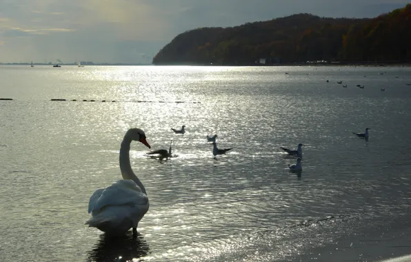 Swan, sea, bird