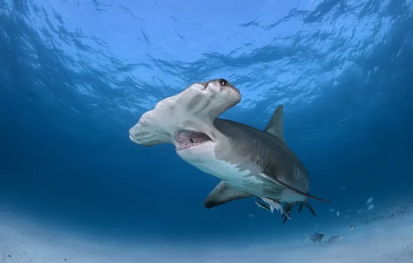 Море, рыба, Great Hammerhead Shark