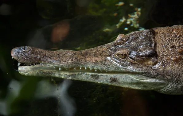Plates, crocodile, head, scales