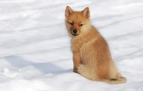 Картинка зима, снег, собака, щенок, Финский шпиц