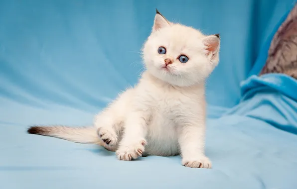 Кошка, белый, взгляд, поза, котенок, лапки, малыш, ткань