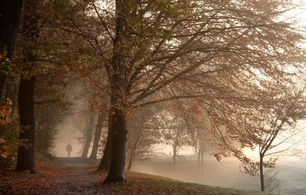 Картинка осень, туман, парк