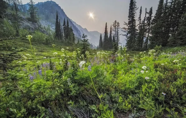 Пейзаж, цветы, горы, природа, красота, утро, ели, луг