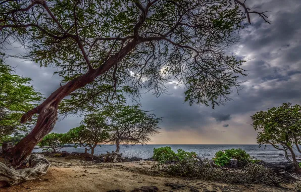 Море, небо, листья, деревья, пейзаж, тучи, природа