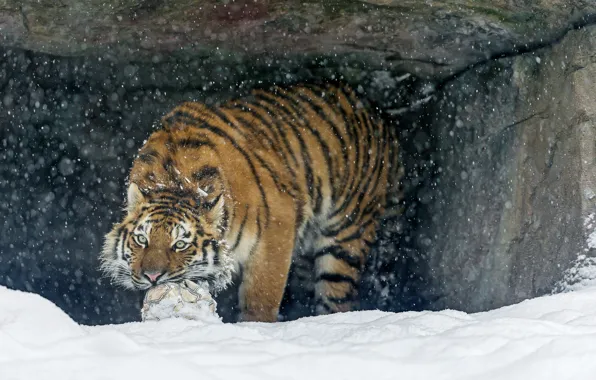 Картинка кошка, снег, тигр, игра, мяч, хищник, амурский тигр, ©Tambako The Jaguar