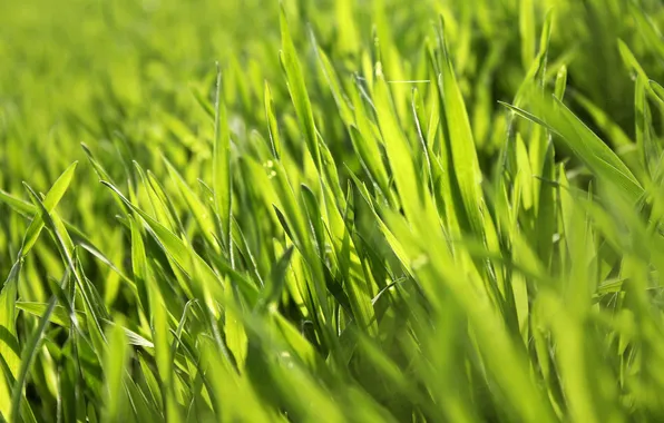 Картинка трава, макро, green, растение, весна, зелёный, summer, spring
