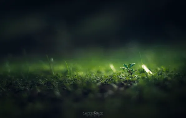 Трава, макро, зеленый цвет, затемнение, Sandeep Khade