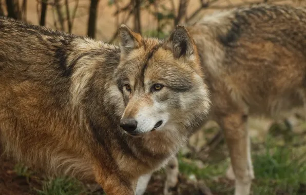 Картинка nature, predator, animal, wolf, wildlife, portrait, portrait., Canis lupus. face