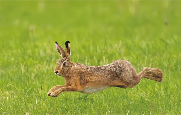 Заяц, nature, rabbit, шустрый, jamping